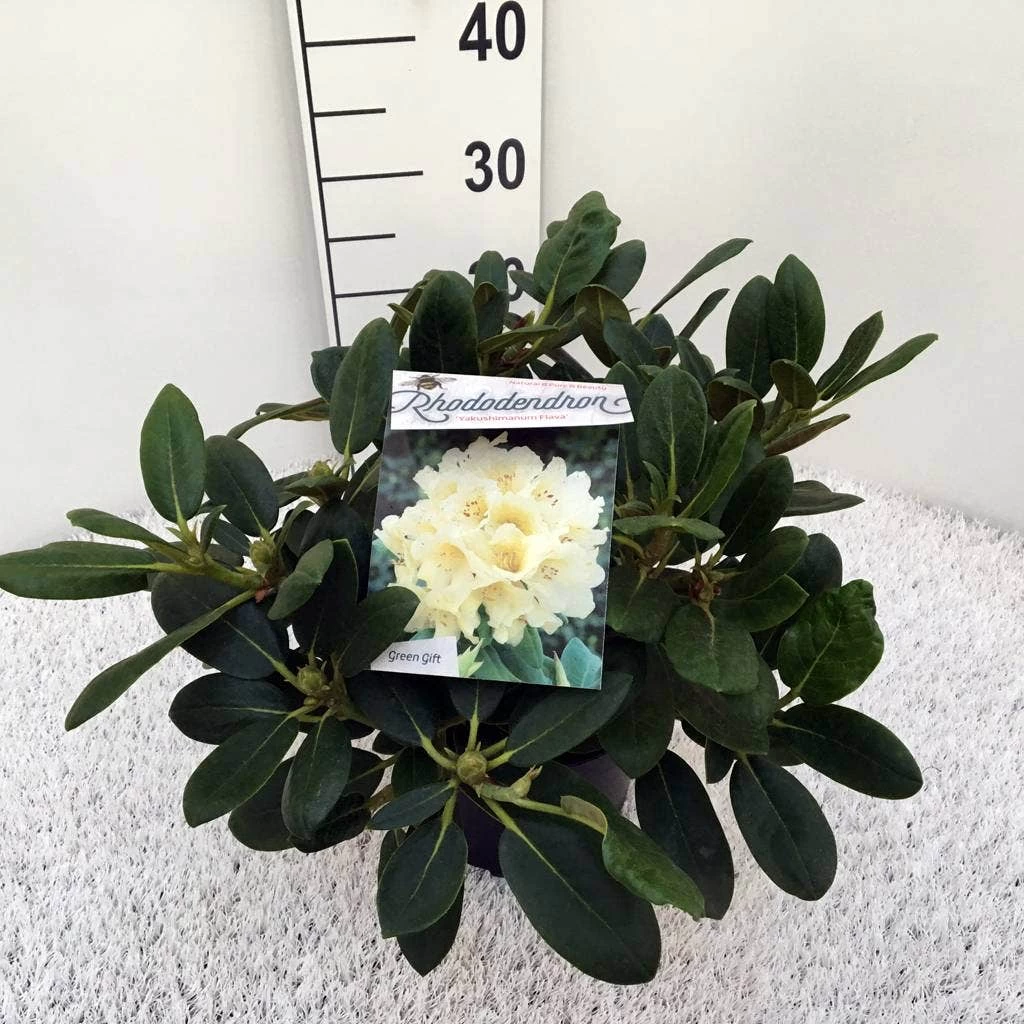 Rhododendron (Rhododendron 'Flava') - Afbeelding 4