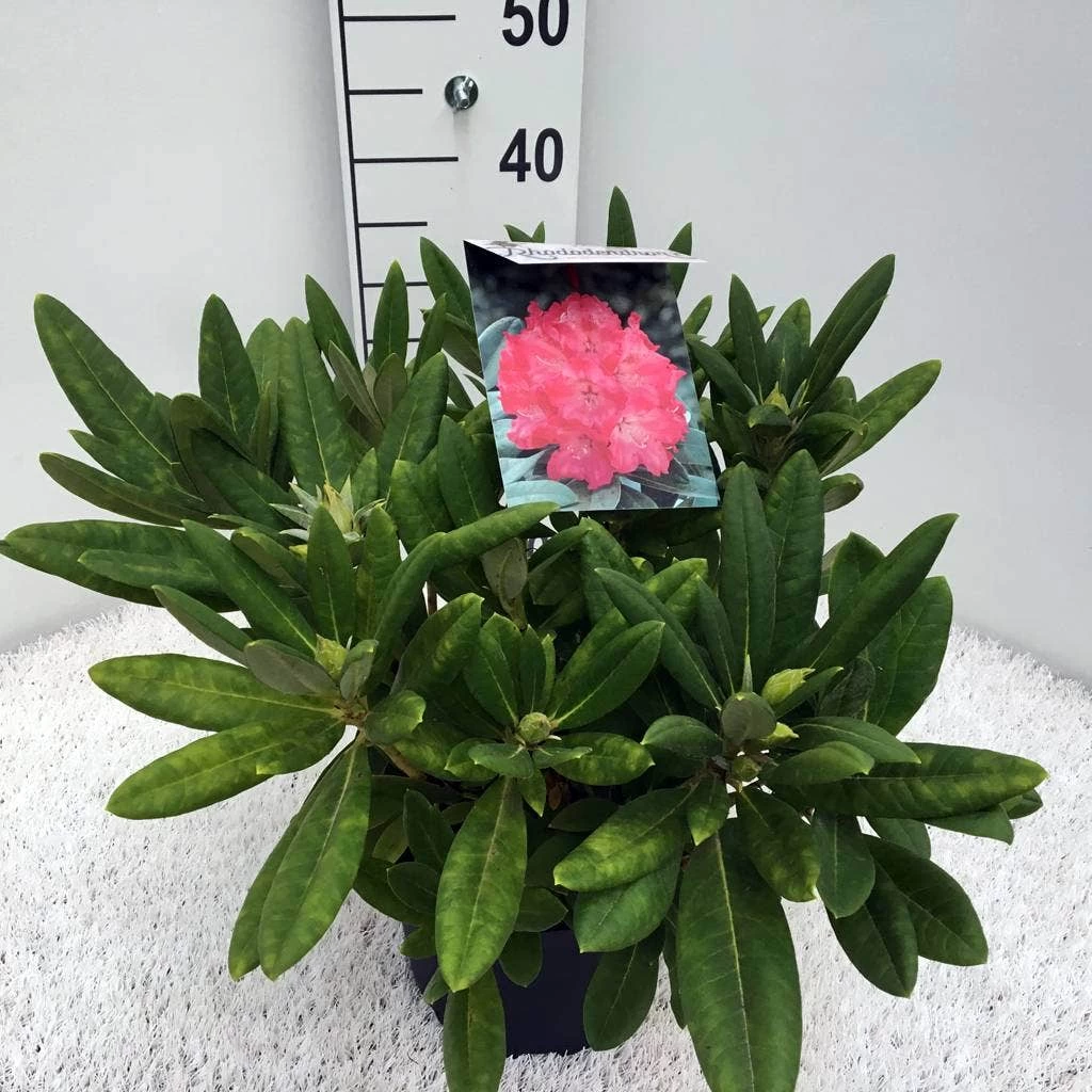 Dwergrhododendron (Rhododendron 'Sweet Sue') - Afbeelding 3