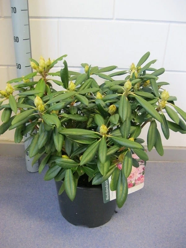 Dwergrhododendron (Rhododendron 'Caroline Allbrook') - Afbeelding 2