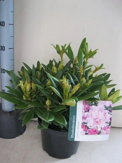 Dwergrhododendron (Rhododendron 'Caroline Allbrook') - Afbeelding 3