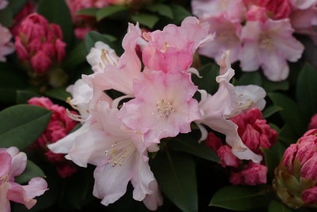 Dwergrhododendron (Rhododendron 'Dreamland') - Afbeelding 4
