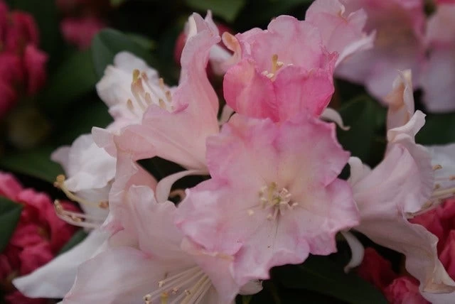 Dwergrhododendron (Rhododendron 'Dreamland') - Afbeelding 5