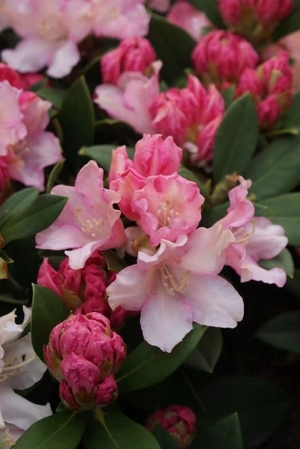 Dwergrhododendron (Rhododendron 'Dreamland') - Afbeelding 3