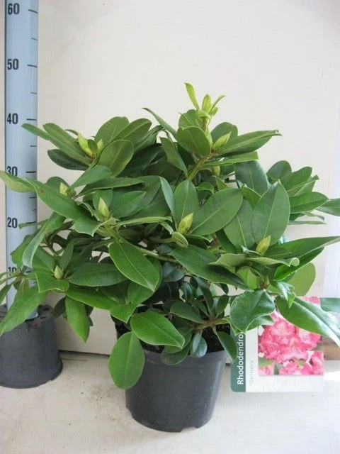 Rhododendron (Rhododendron 'Germania') - Afbeelding 2