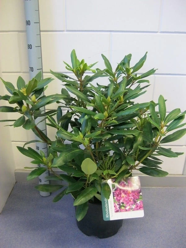 Rhododendron (Rhododendron 'Marcel Menard') - Afbeelding 2