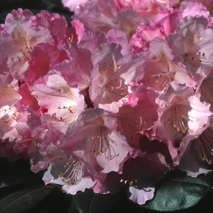 Dwergrhododendron (Rhododendron 'Polaris') - Afbeelding 2