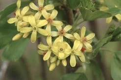 Alpenbes (Ribes Alpinum)