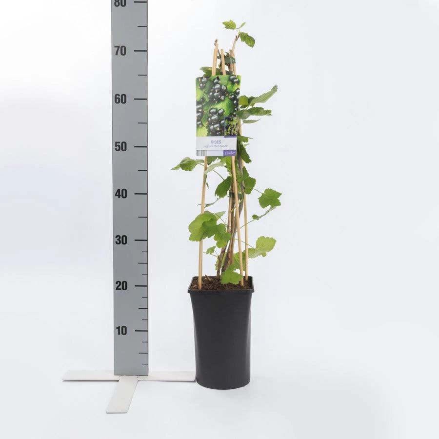 Zwarte Bes (Ribes Nigrum 'Ben Nevis') - Afbeelding 4