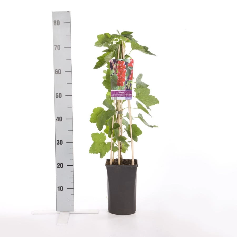 Rode Bes Op Stam (Ribes Rubrum 'Jonkheer Van Tets') - Afbeelding 3