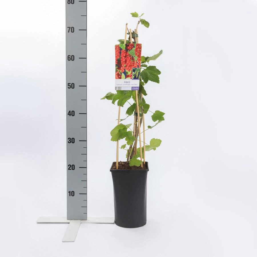 Rode Bes Op Stam (Ribes Rubrum 'Jonkheer Van Tets') - Afbeelding 4