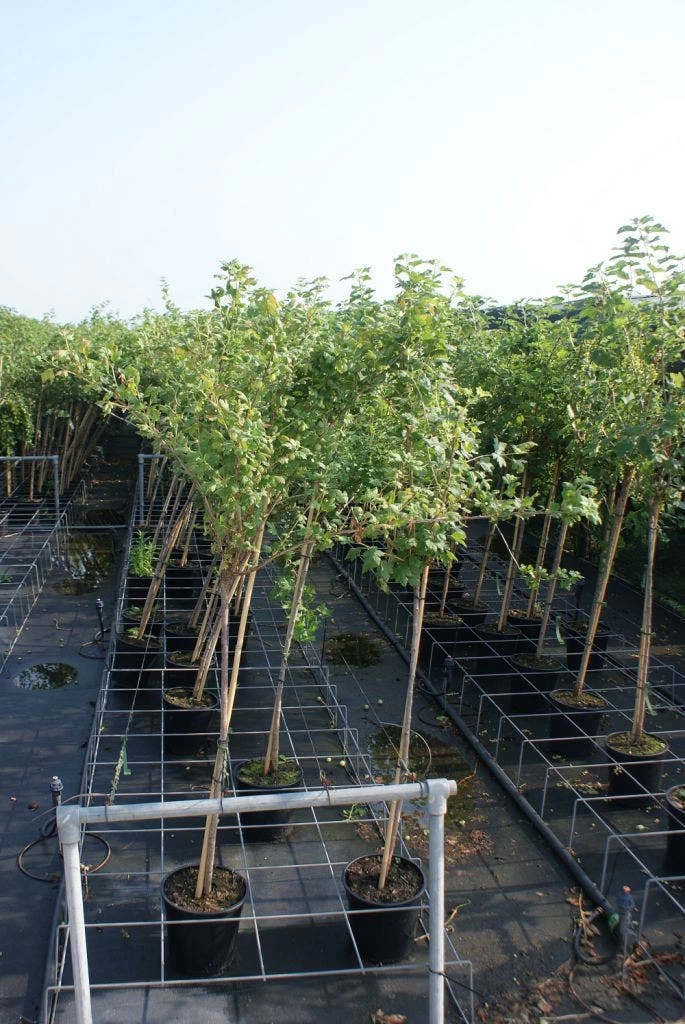 Rode Kruisbes Op Stam (Ribes Uva-crispa 'Hinnonmaki Röd') - Afbeelding 2