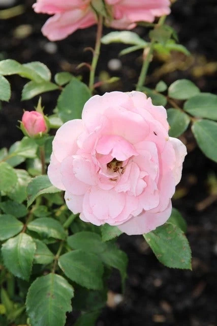 Trosroos (Rosa 'Bonica 82') - Afbeelding 5