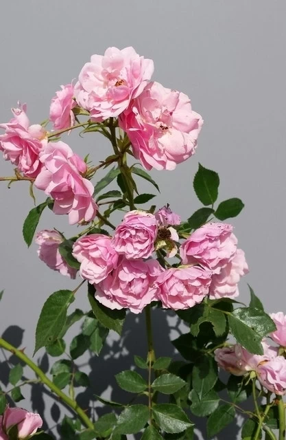Trosroos (Rosa 'Bonica 82') - Afbeelding 6