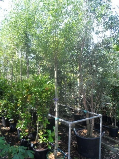 Knotwilg (Salix Alba) - Afbeelding 9