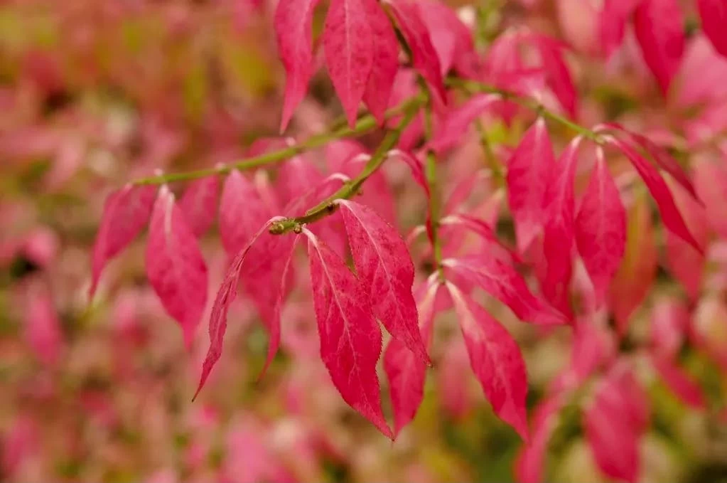 Meerstammige Kardinaalshoed (Euonymus Alatus) - Afbeelding 2