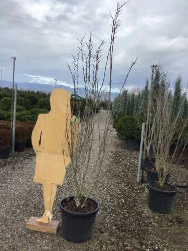 Chinese Judasboom (Cercis Chinensis 'Shirobana') - Afbeelding 5