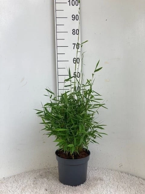 Niet Woekerende Bamboe (Fargesia Murieliae 'Simba') - Afbeelding 2