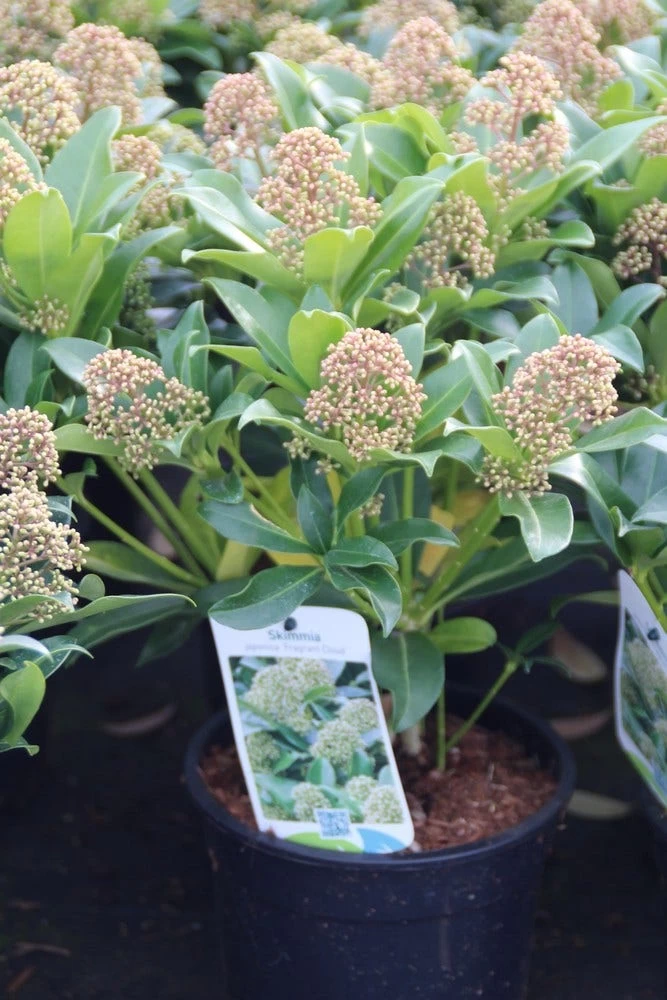 Skimmia (Skimmia Japonica 'Fragrant Cloud') - Afbeelding 4