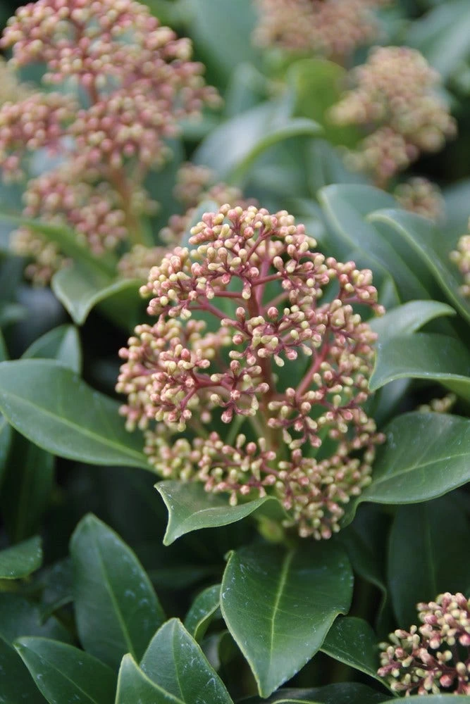 Skimmia (Skimmia Japonica 'Fragrant Cloud') - Afbeelding 5