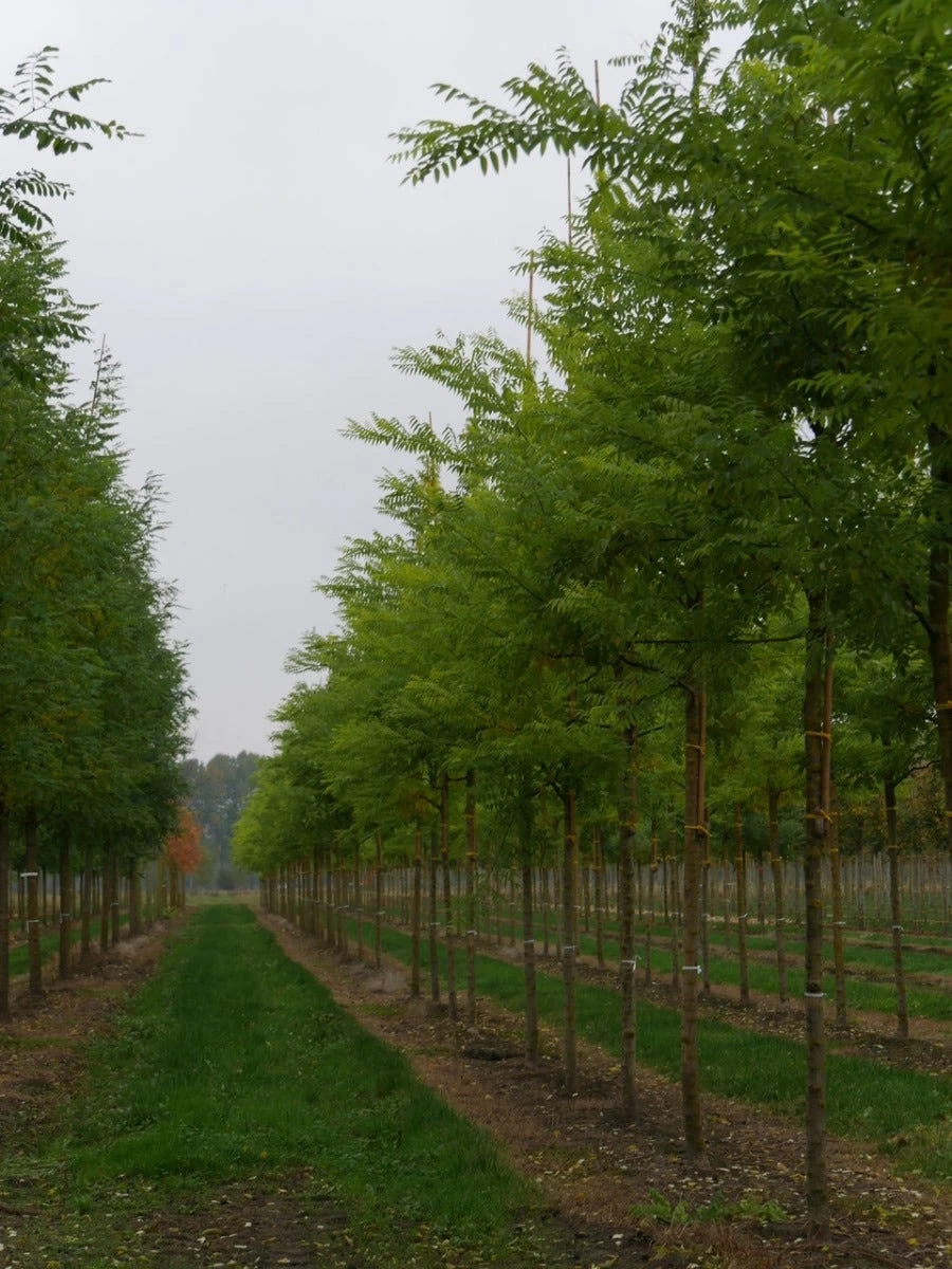 Grote Honingboom (Sophora Japonica 'Regent') - Afbeelding 2
