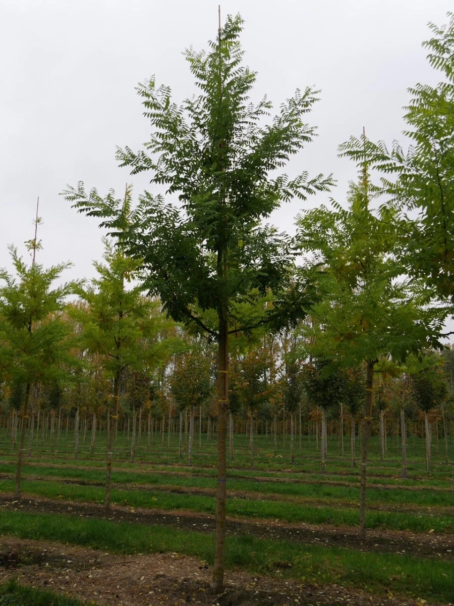 Grote Honingboom (Sophora Japonica 'Regent') - Afbeelding 3
