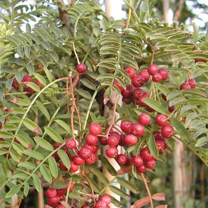 Chinese Lijsterbes (Sorbus Vilmorinii) - Afbeelding 2