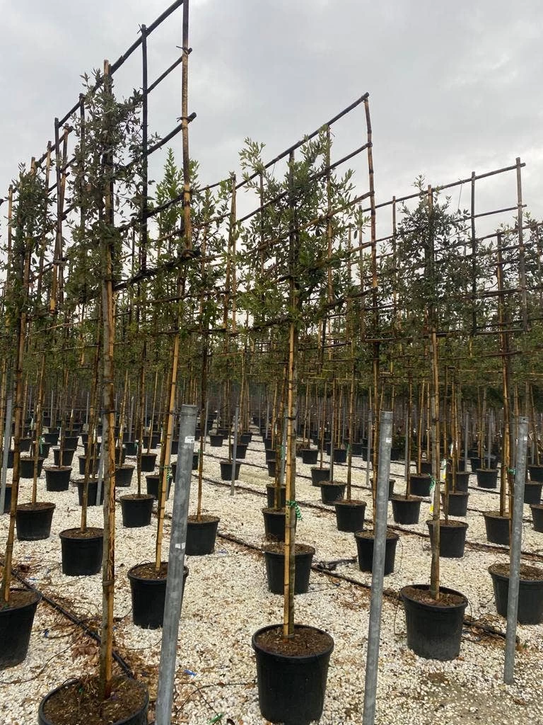 Steeneik Als Leiboom (Quercus Ilex) - Afbeelding 2