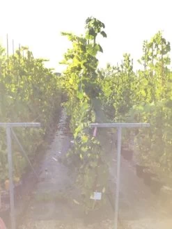 Druif (Vitis Vinifera 'Red Globe')