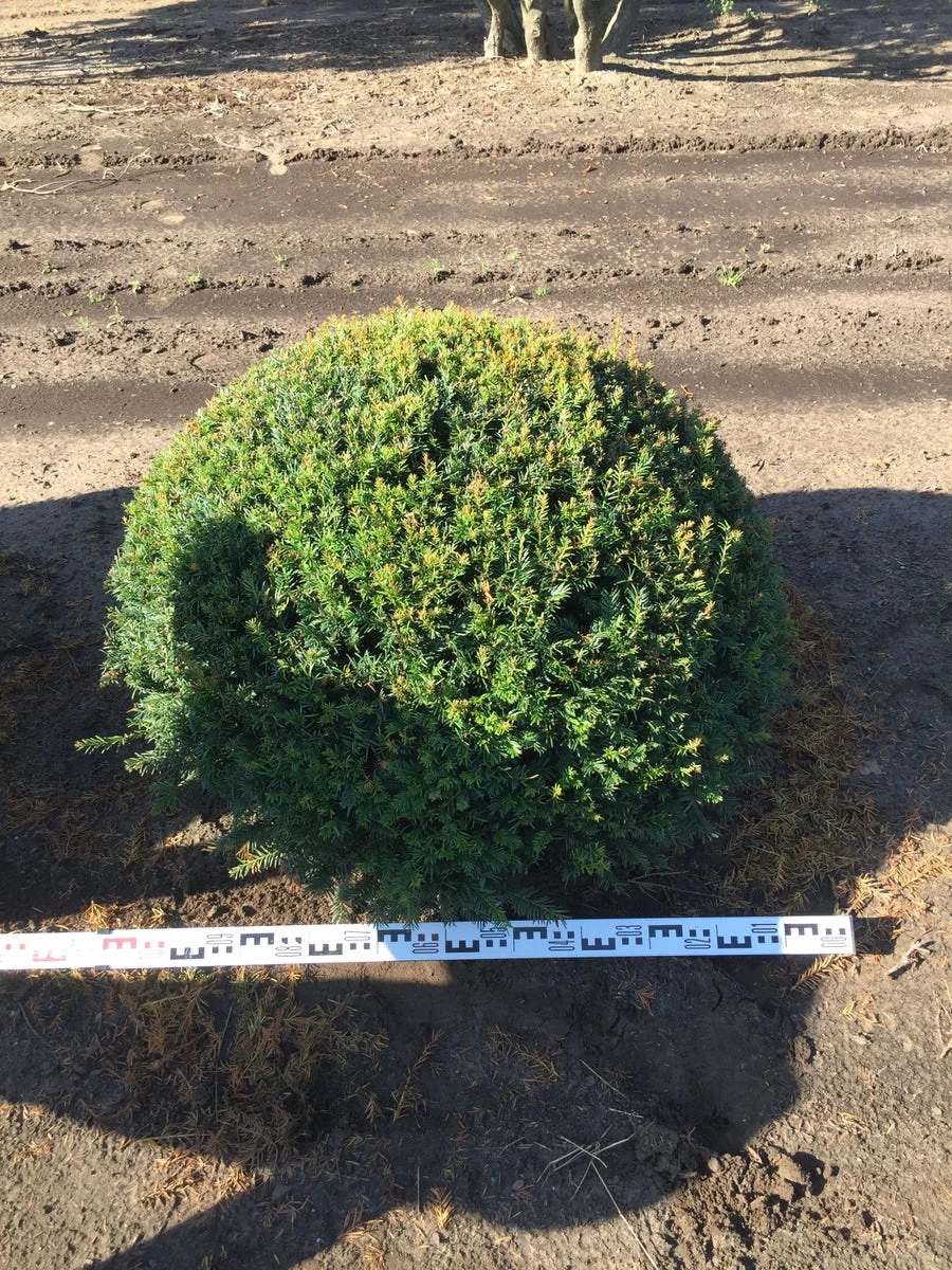 Grote Taxusbol (Taxus Baccata) - Afbeelding 8