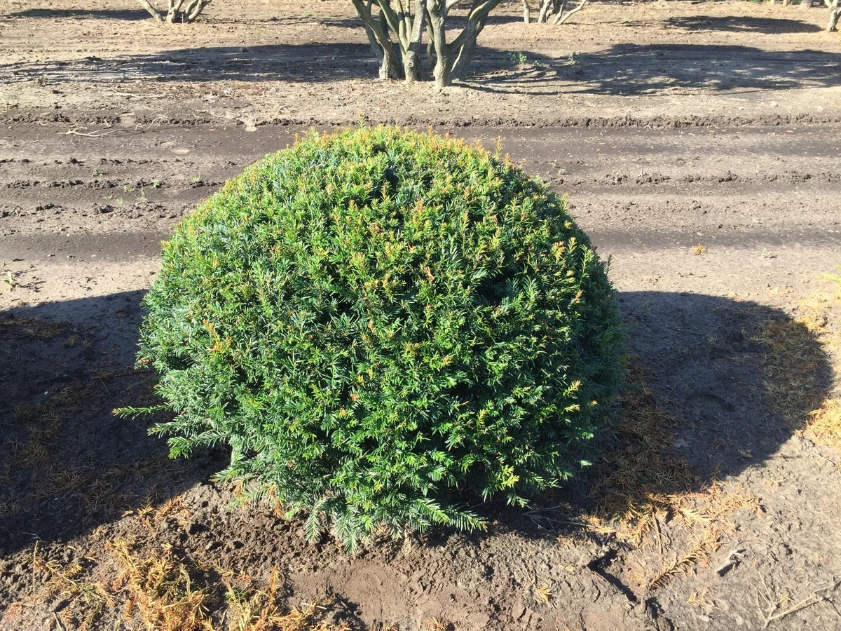 Grote Taxusbol (Taxus Baccata) - Afbeelding 9