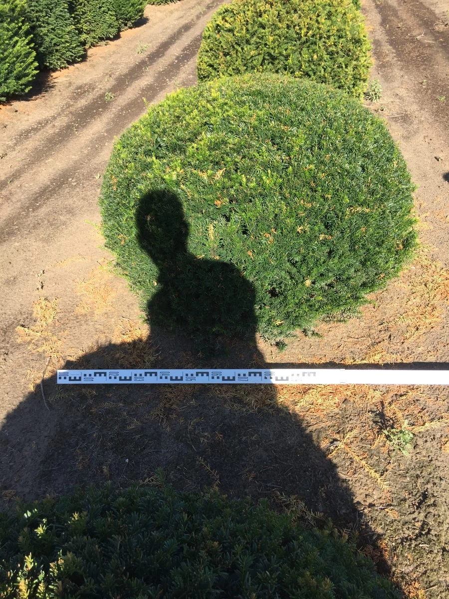 Grote Taxusbol (Taxus Baccata) - Afbeelding 10
