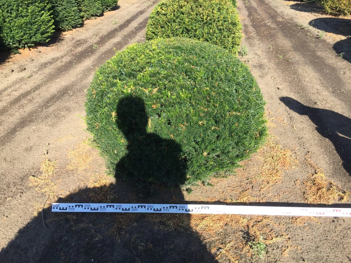 Grote Taxusbol (Taxus Baccata) - Afbeelding 11