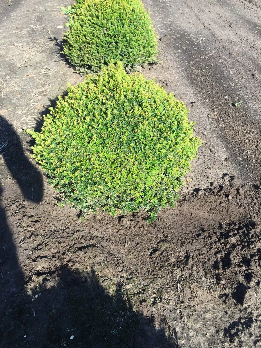 Grote Taxusbol (Taxus Baccata) - Afbeelding 2