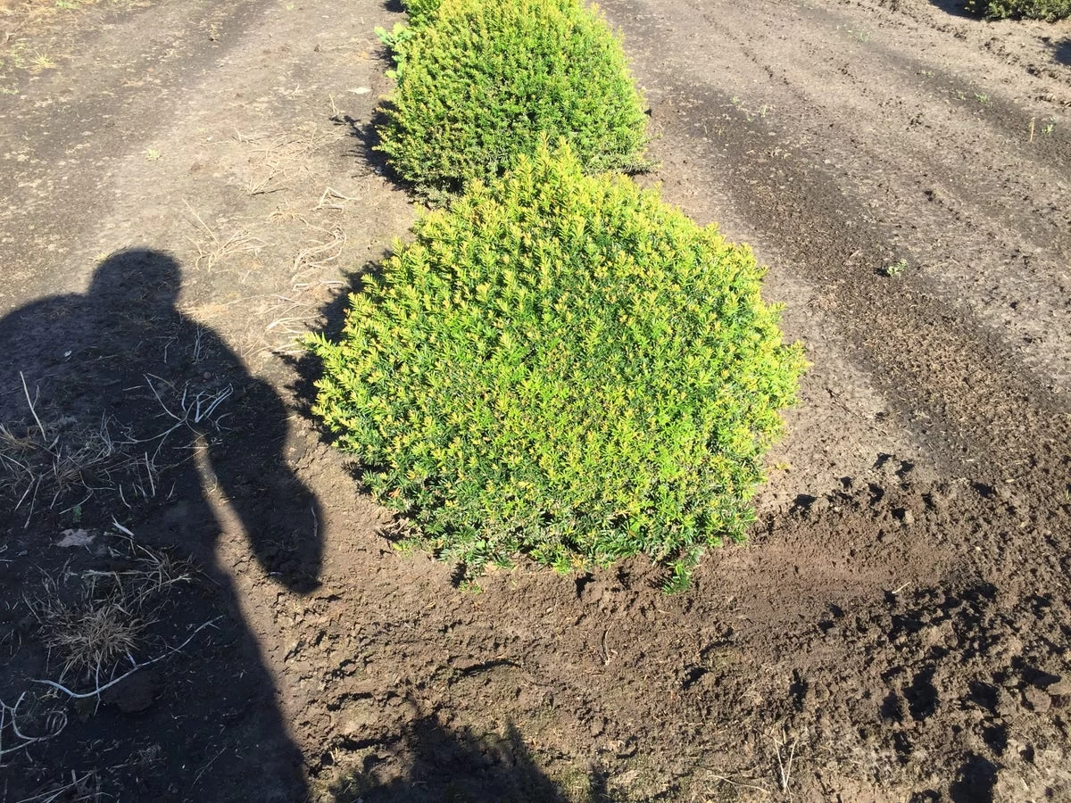Grote Taxusbol (Taxus Baccata) - Afbeelding 3
