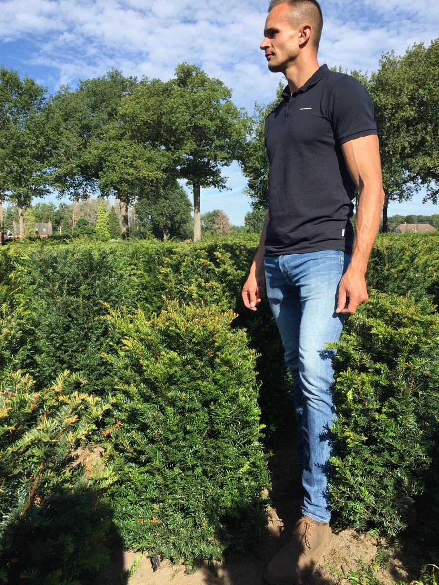 Taxus Als Haagelement (Taxus Baccata) - Afbeelding 6