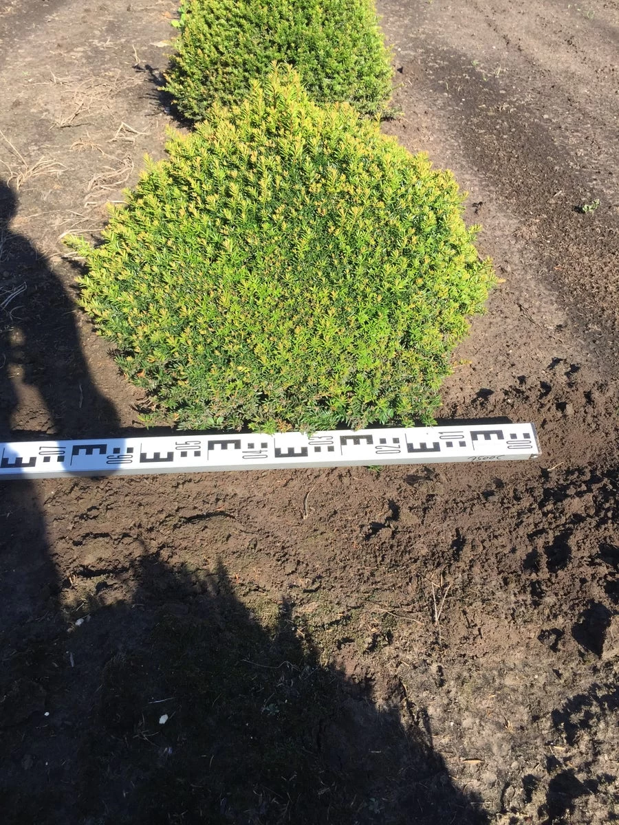 Grote Taxusbol (Taxus Baccata) - Afbeelding 5