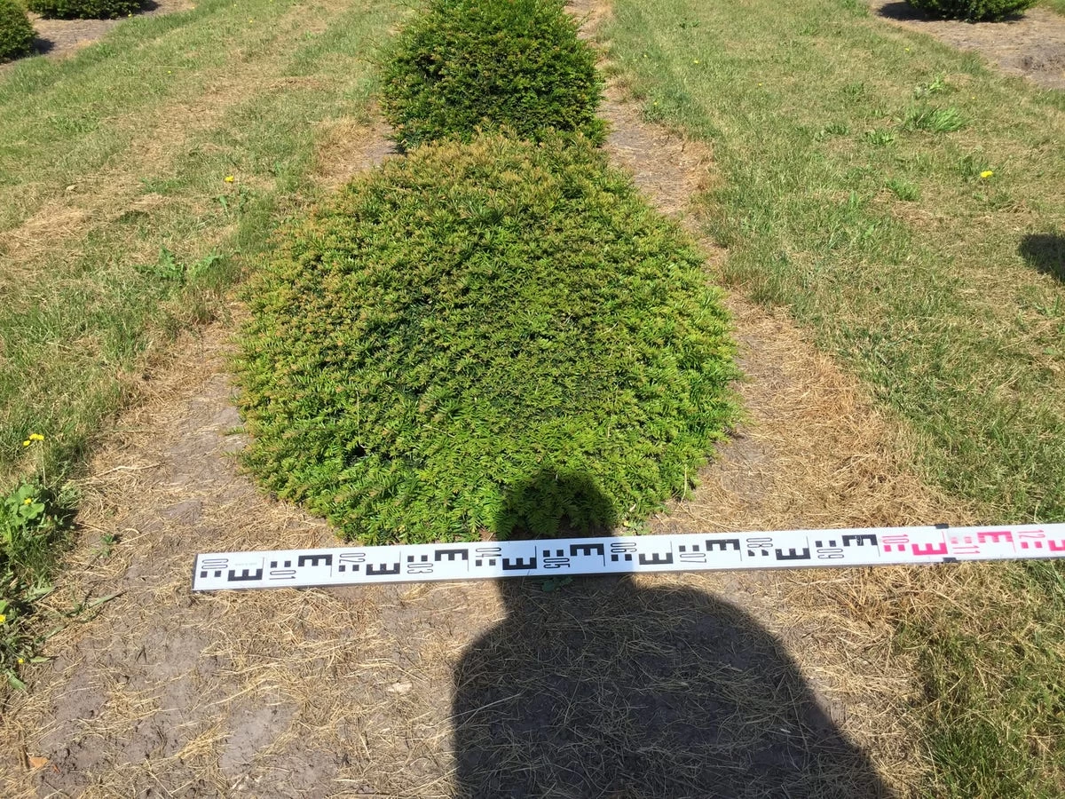 Grote Taxusbol (Taxus Baccata) - Afbeelding 7