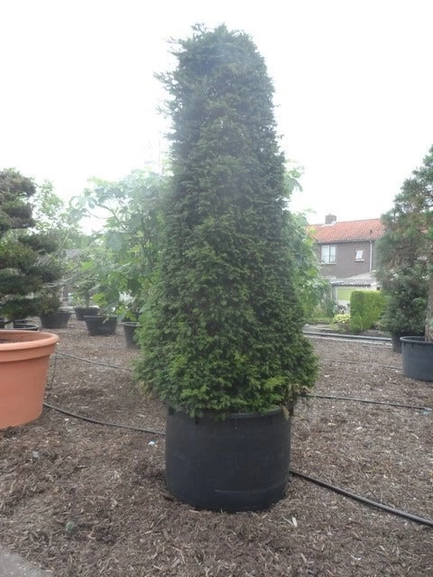 Taxus Als Pyramide (Taxus Baccata) - Afbeelding 8