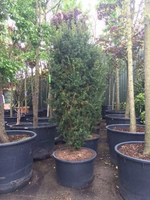 Taxus (Taxus Media 'Hicksii') - Afbeelding 11