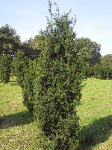 Taxus (Taxus Media 'Hicksii') - Afbeelding 2