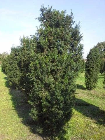 Taxus (Taxus Media 'Hicksii') - Afbeelding 5