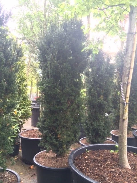 Taxus (Taxus Media 'Hicksii') - Afbeelding 10