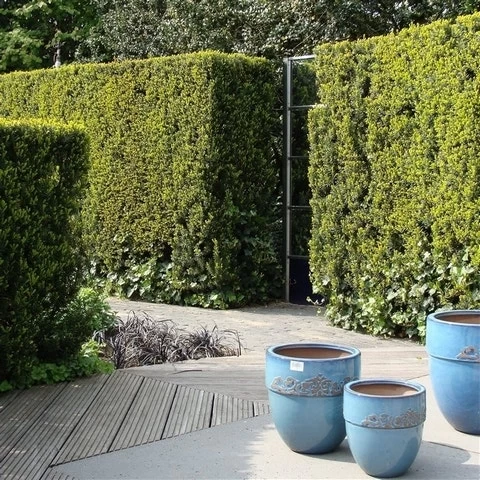 Taxus (Taxus Media 'Hicksii') - Afbeelding 12