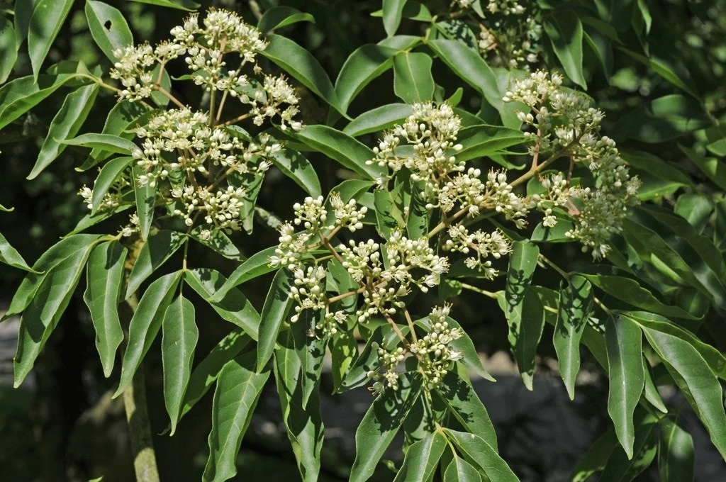 Bijenboom (Tetradium Daniellii)