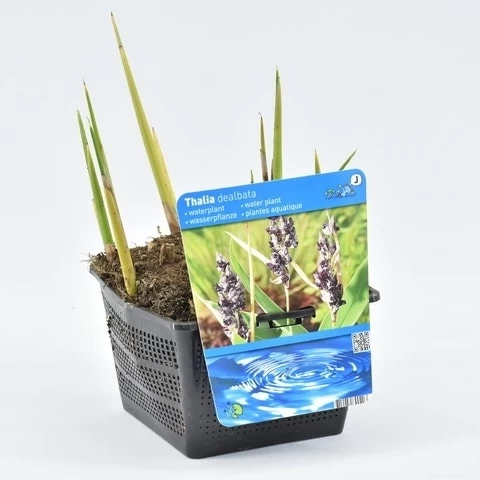 Thalia (Thalia Dealbata) - Afbeelding 2