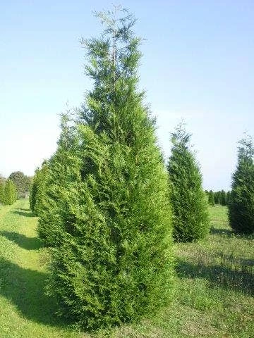 Levensboom (Thuja Plicata 'Atrovirens') - Afbeelding 2