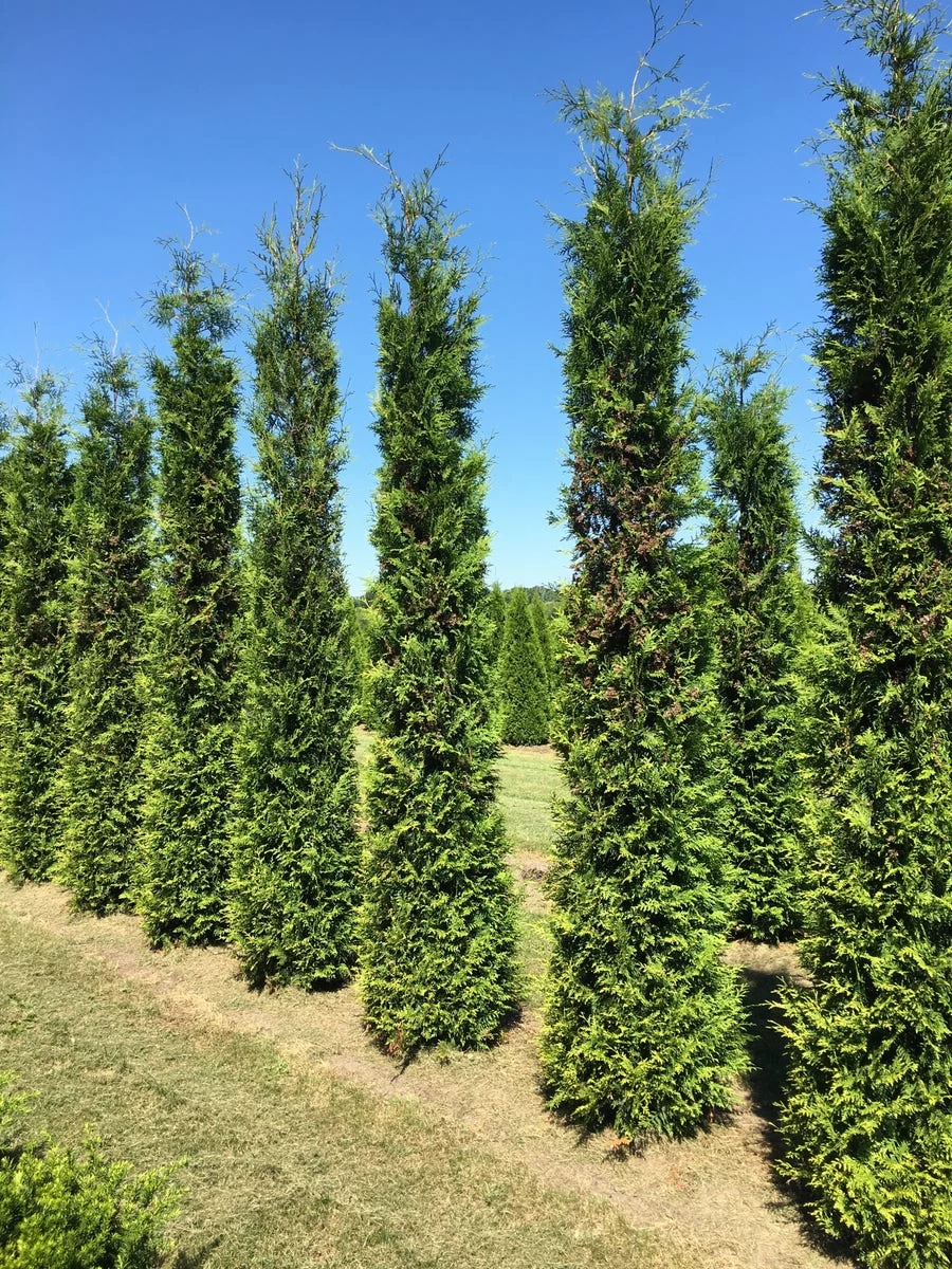 Grote Groene Haagconifeer (Thuja Occidentalis 'Brabant') - Afbeelding 3