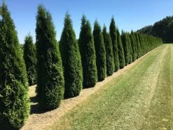 Grote Westerse Levensboom (Thuja Occidentalis 'Smaragd')