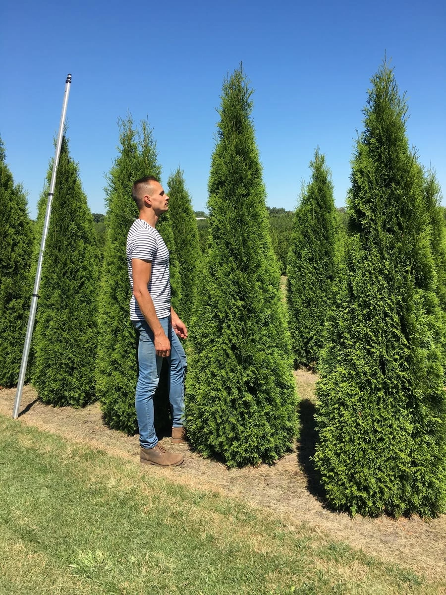 Grote Westerse Levensboom (Thuja Occidentalis 'Smaragd') - Afbeelding 2