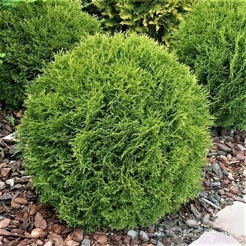Thuja (Thuja Occidentalis 'Tiny Tim') - Afbeelding 6